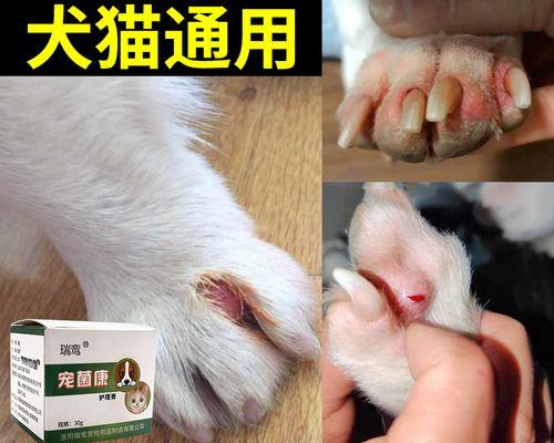 怎样应对狗狗脚趾炎脓疱不破的问题？（从宠物保健、治疗方法到预防措施，一一为您解答。）