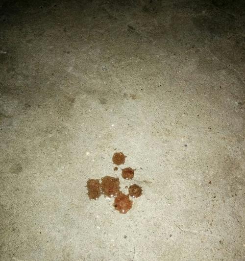 宠物狗狗拉血不吃东西，该怎么办？（狗狗健康问题、拉血原因、调理方法）