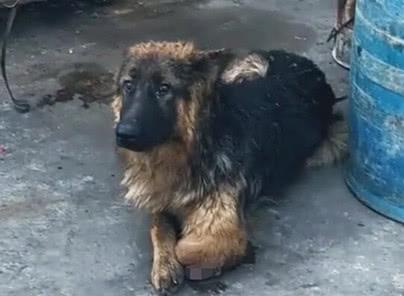 如何处理宠物狗狗伤口掉皮露肉？（用这几个简单的方法帮助你的狗狗恢复健康）