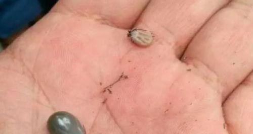 狗狗身上的蜱虫是什么？（探究宠物身上的蜱虫及其危害）
