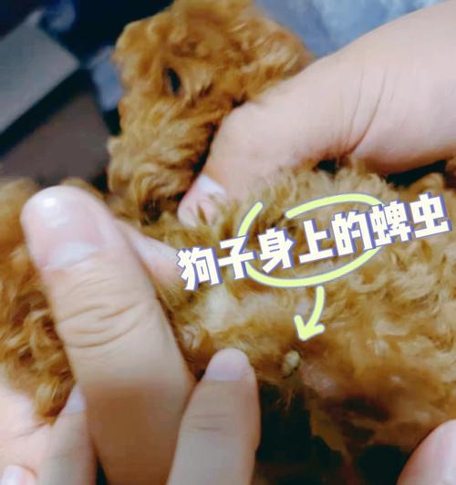 正确给宠物体外驱虫的方法（以狗狗为例，驱虫应该注意什么？）