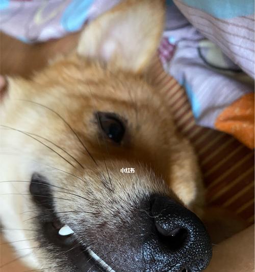 狗狗为什么喜欢舔嘴？（探究狗狗舔嘴的原因和卫生问题）