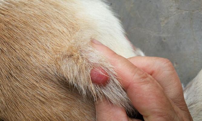 揭秘狗狗腿起红点点之谜（狗狗的健康从脚爪开始，狗腿红点点到底是怎么回事？）