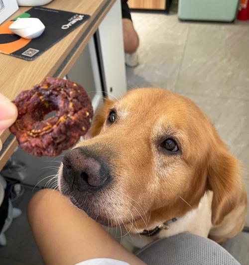 狗狗训练的饮食控制（宠物犬的食欲和训练需求）