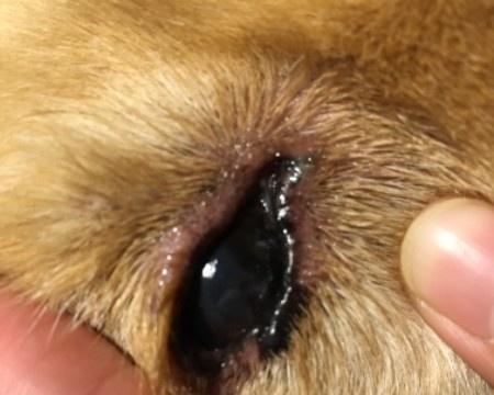 狗狗眼白带血丝，你知道为什么吗？（宠物健康必知，眼白带血丝的原因和处理方法）