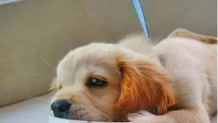 狗狗眼睛凹陷，呕吐不吃，你该怎么办？（家养宠物健康问题、流行性犬瘟热、狗狗营养需求）