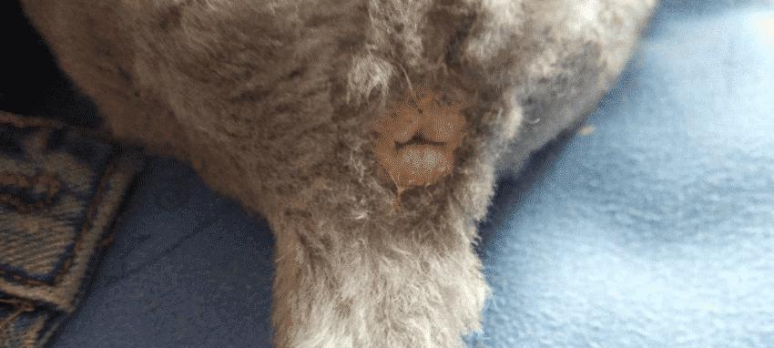 宠物狗脱肛后的救援措施（如何应对狗脱肛？——宠物主人必看）