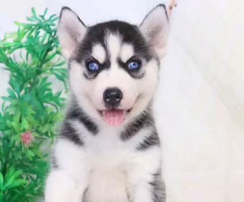 哈士奇一个月幼犬的常用药品（宠物养护指南，让你的哈士奇健康成长）