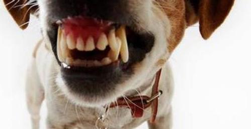狂犬病与猫的安全（猫如果被感染狂犬病会不会死？-以宠物为主）