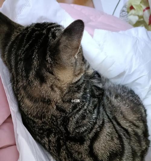 宠物猫两天不拉屎应该怎么办？（教你如何解决猫咪便秘问题）