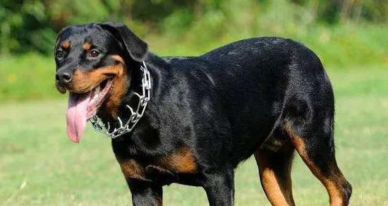 以罗威纳为主的宠物犬应该吃什么狗粮？（罗威纳的饮食需求及如何选择适合它的狗粮）
