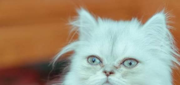 宠物猫夜晚老叫唤的原因（了解宠物猫夜晚叫唤的真相，让你更好地照顾你的小猫咪）