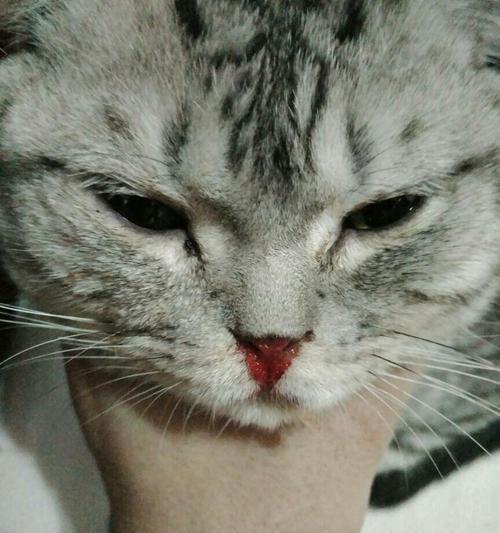 猫眼睛鼻子有黑点是什么病？（探究猫咪健康问题，以黑点为线索，解读猫咪身体语言。）