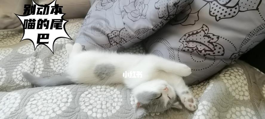 揭秘猫咪腹部和尾巴抖动的含义（探讨猫咪行为语言，了解猫咪身体语言，解读猫咪情绪）