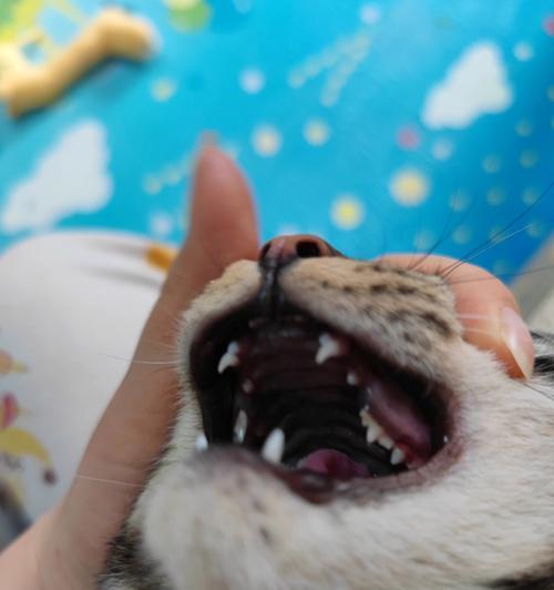 猫咪换牙的秘密（探索猫咪换牙的原因和过程，以及它们对身体和行为的影响。）