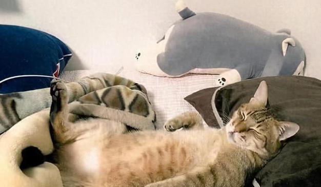 猫咪露肚皮打滚，原来是这么可爱！（揭秘猫咪露肚皮打滚背后的真相，让你更爱它们！）