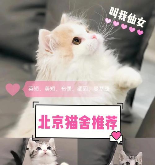 猫咪论坛推荐（分享猫咪包推荐，让宠物生活更美好）