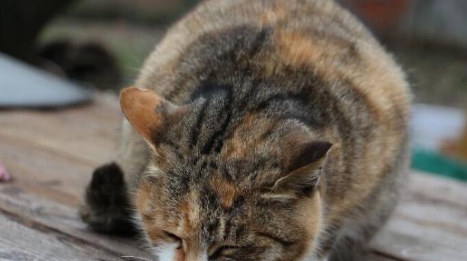 如何解决宠物猫不吃东西的问题（让宠物猫重新拥有食欲的10个方法）