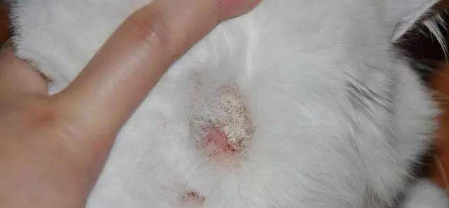 初诊猫咪猫藓治疗方法详解（宠物病情初步判断与有效治疗方法分享，解决初诊面临的难题）