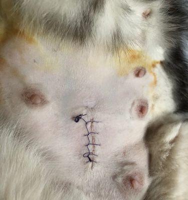 猫咪身上疙瘩伤口难以治愈的原因剖析（以宠物为主，带您探寻猫咪身上的疙瘩伤口为何一直无法好转）