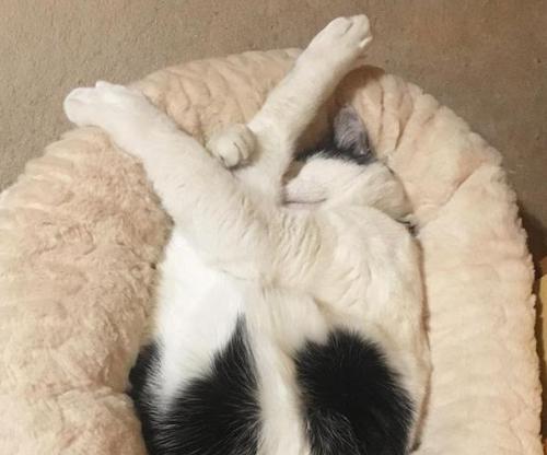 揭秘猫咪甩头之谜（解析猫咪睡醒后的行为，让你更懂你的宠物）