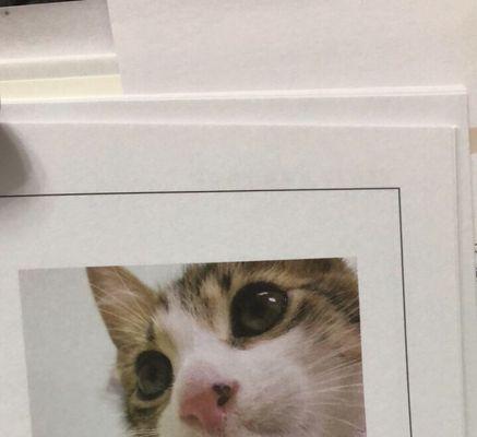 猫咪为何会舔毛吐黄水？（探究猫咪舔毛吐黄水的原因和对猫咪健康的影响）