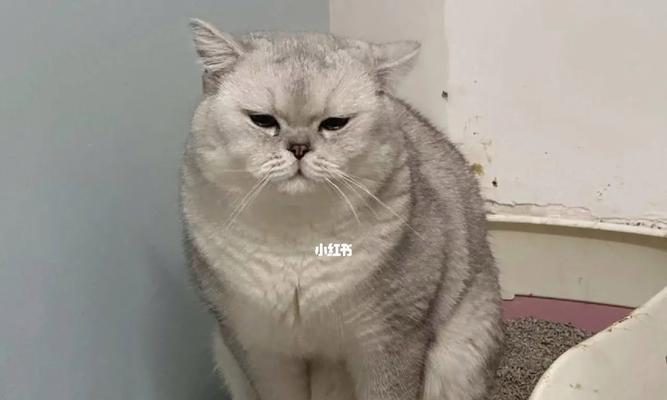 猫咪突然发烧的原因和处理方法（如何应对突发性的猫咪发烧？病因、症状和治疗方法详解）