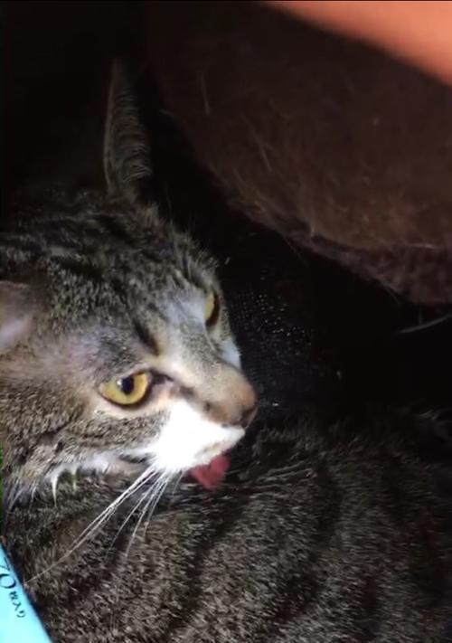 猫咪吐出黑色物质应该怎么办？（宠物猫咪健康问题解决方法）
