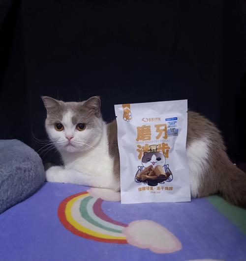 乳酶生片能否每天给猫咪食用？（以宠物为主的乳酶生片使用指南）