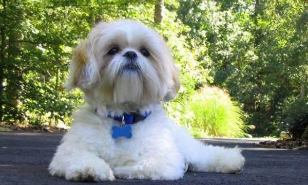 最适合家庭宠物的小型犬品种（探索不易过度生长的小型犬品种，让你的宠物永远保持萌态）