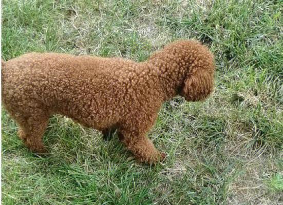 泰迪幼犬尾巴上没毛怎么办？（以宠物为主，详解泰迪幼犬尾巴脱毛的原因、治疗方法与预防措施。）