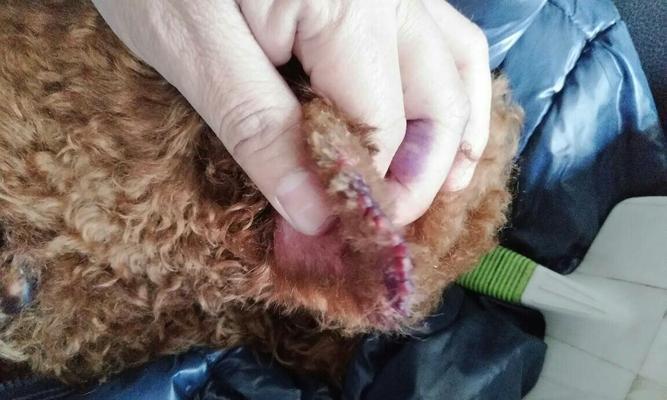 小狗头屑问题解决方法（彻底告别小狗头屑，让宠物健康快乐）