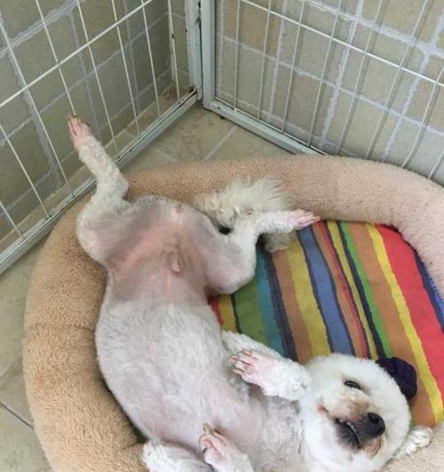 小狗异物肚子鬼涨，该如何处理？（宠物主人必须知道的胃部异物处理方法）