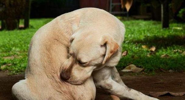 小狗行为怪异玩自己的粪便（揭秘宠物犬儿为何做此举、如何改正、主人应该了解的相关知识）
