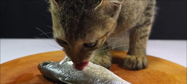 猫咪爱吃鱼，但吃鱼刺却让它们犯愁（小猫被鱼刺卡住后会发生什么？如何避免小猫误食鱼刺？）
