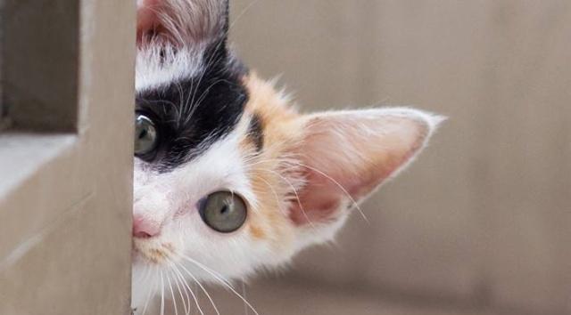 如何让新宠物小猫快速适应新环境（帮助小猫克服胆小、适应家庭的方法）