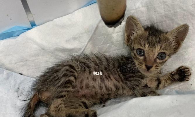 宠物小猫拉稀的治疗方法（如何帮助小猫战胜拉肚子）