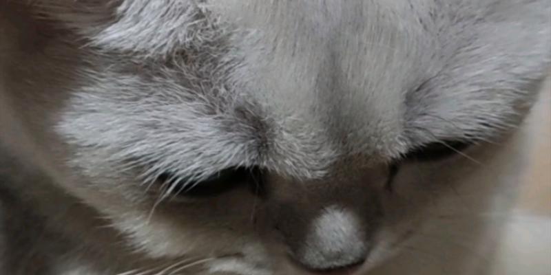 小猫为何生气喘气？（探究小猫生气喘气的原因和解决方法）