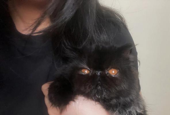 小猫头上的黑斑是什么？（探究宠物猫黑斑的成因和处理方法）