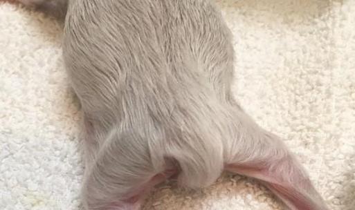 小猫腿畸形，宠物主人该如何应对？（以小猫前腿畸形为例，探讨宠物畸形的成因和治疗方法。）