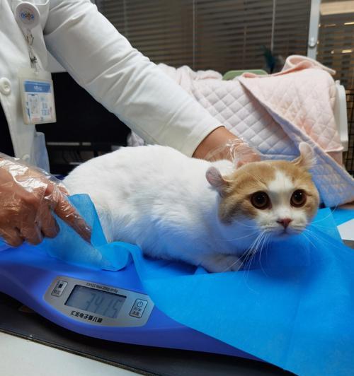 小猫消炎针，宠物健康保障（了解小猫消炎针的价格和作用，让爱宠更健康）