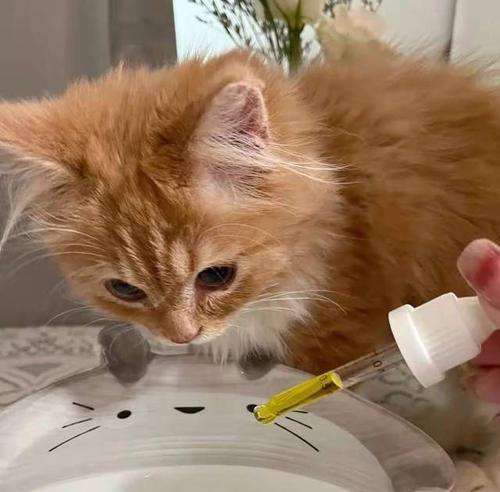 宠物猫咪流鼻涕怎么办（用笑猫咪小猫咪的方法让你的爱猫不再流鼻涕）
