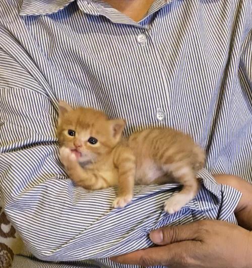 新手必看！养猫必备指南（从10个月大的猫咪开始）