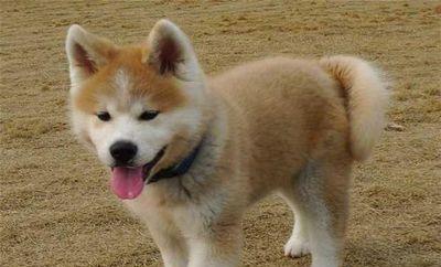 日本柴犬价格揭秘（买宠物柴犬需注意哪些事项？）