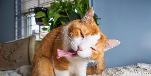 从小培养好习惯，让宠物猫健康成长（从小培养好习惯，让宠物猫健康成长）