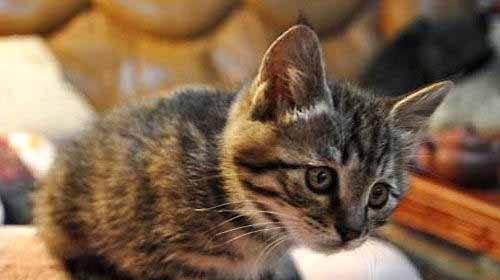 如何让宠物猫安详离世？（以怎样减轻小猫痛苦为出发点，让它有尊严地离开）