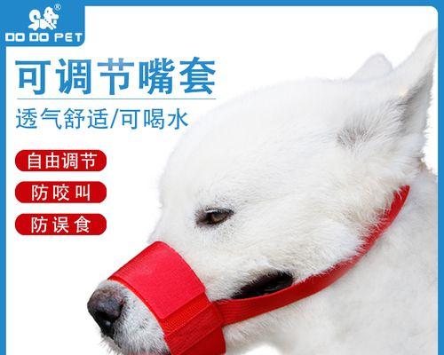 如何给小狗套狗套？（教你正确佩戴狗套，让你的宠物更安全）