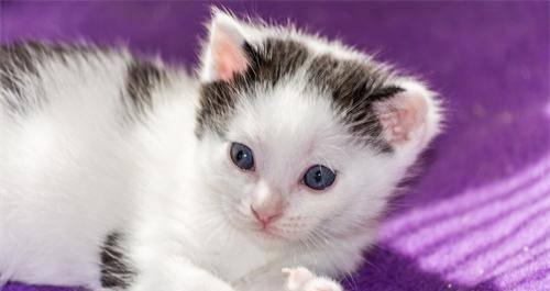 如何为1个月左右的猫咪提供合适的饮食（从宠物专家那里获得的建议、猫咪的喜好以及健康需求）