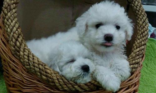 以比熊幼犬抱着睡觉的原因（宠物爱抱主人，散发温暖与安全感）