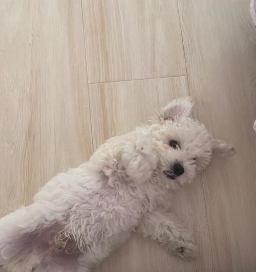 比熊幼犬的营养需求与最佳狗粮选择（以宠物为主，科学喂养，让比熊幼犬健康成长）